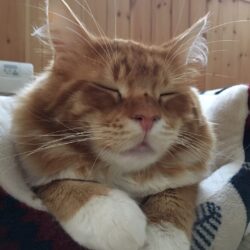 癒しのおすそわけ